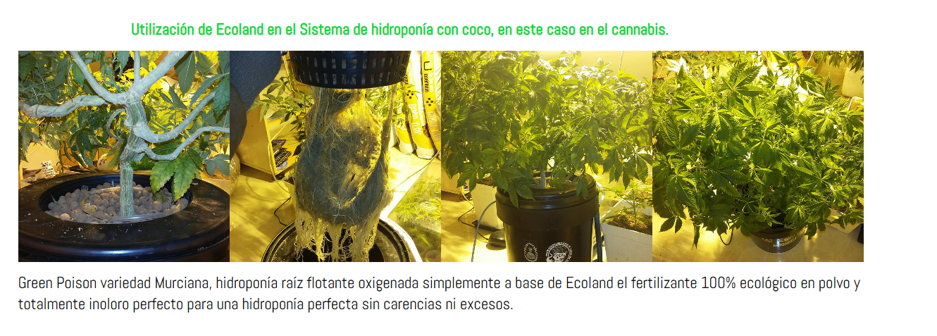 Cultivo de cannabis medicinal Green Poison en hidroponía con coco y Ecoland