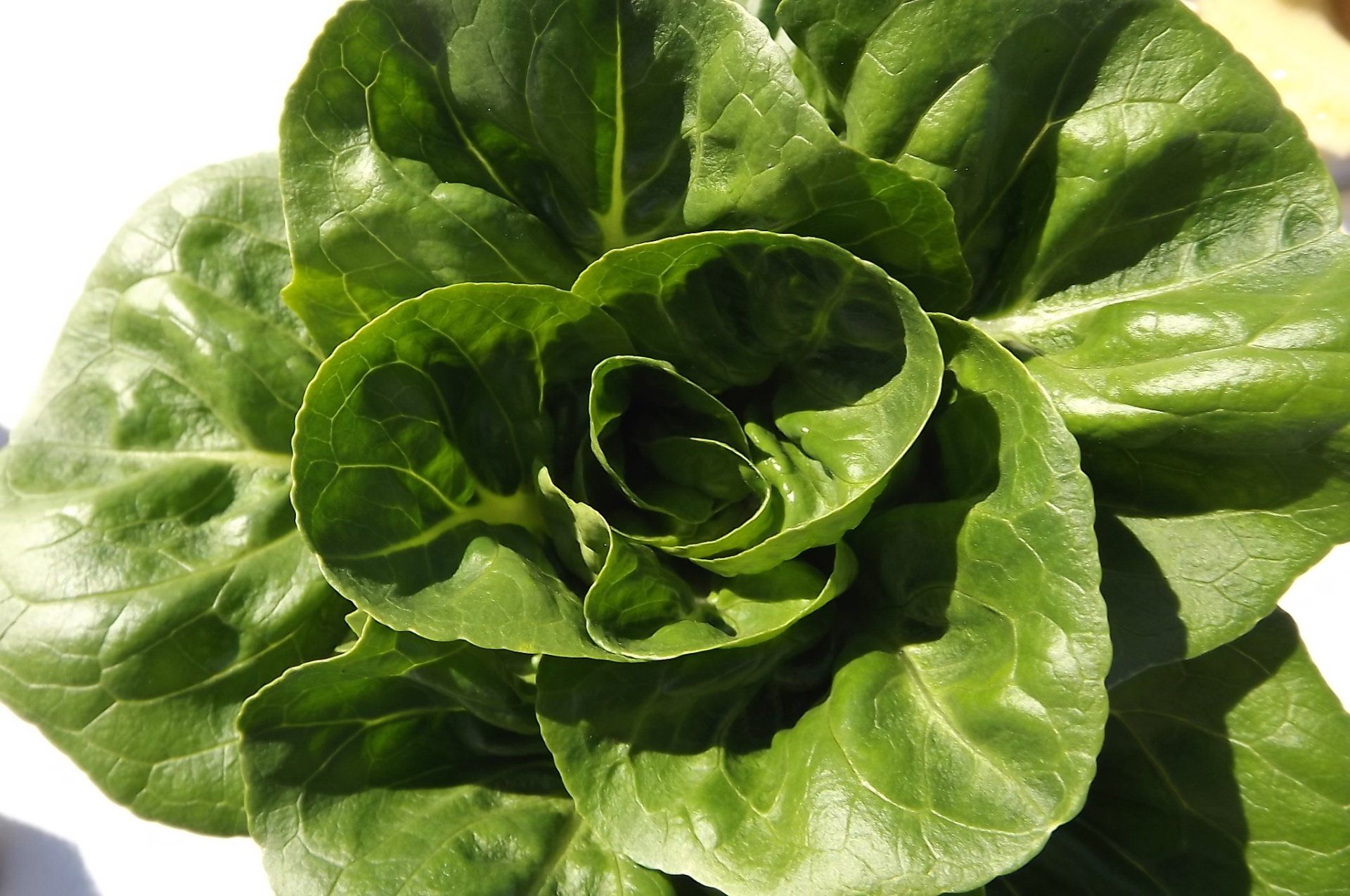 Detalle de una lechuga de los cultivos fotografiados en la web de Ecoland